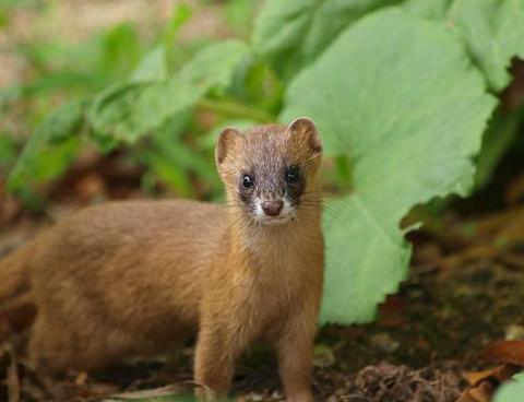 イタチの姿 サラリーマンseの家庭菜園生活